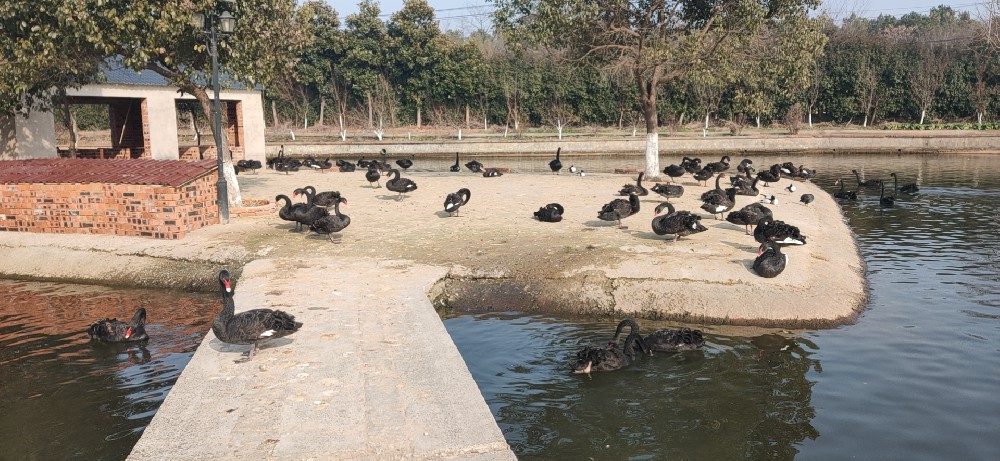 黑天鹅饲养环境条件与饲养方式